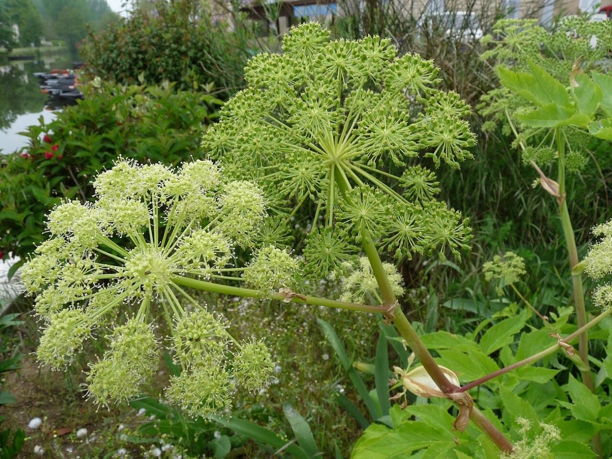Ombelles d'angélique au bord de l'eau à Coulon
