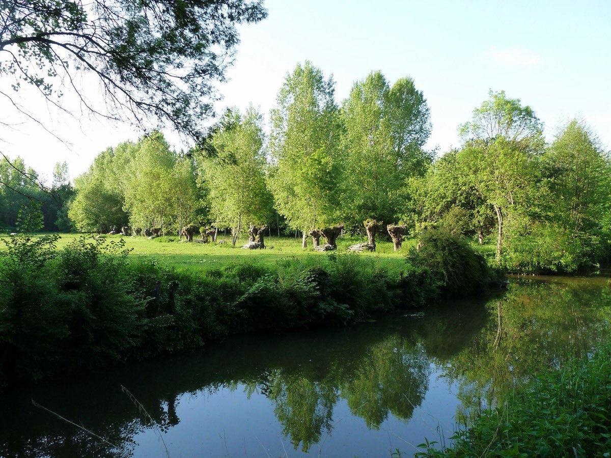 Canal bordé d'arbres près d'Arçais