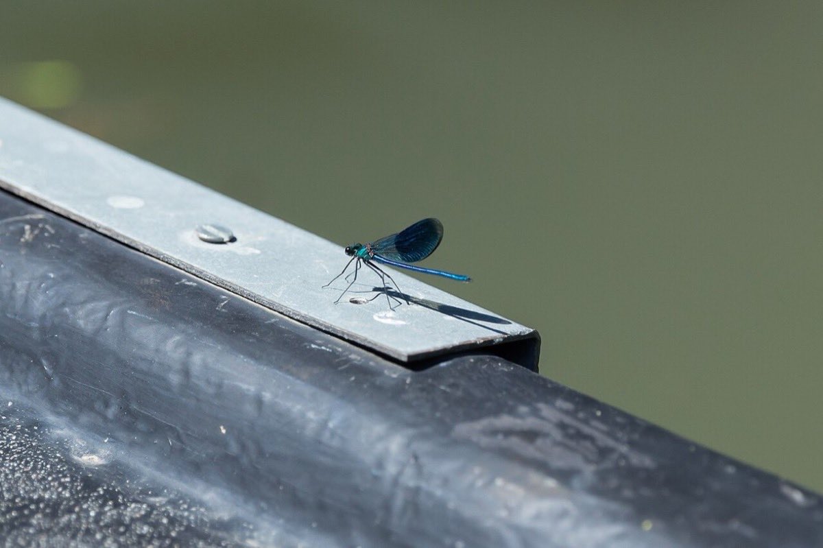 Caloptéryx éclatant, libellule aux ailes bleues