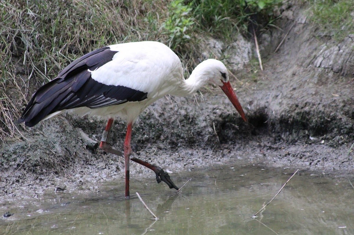 Cigogne blanche cherchant sa nourriture dans une vasière