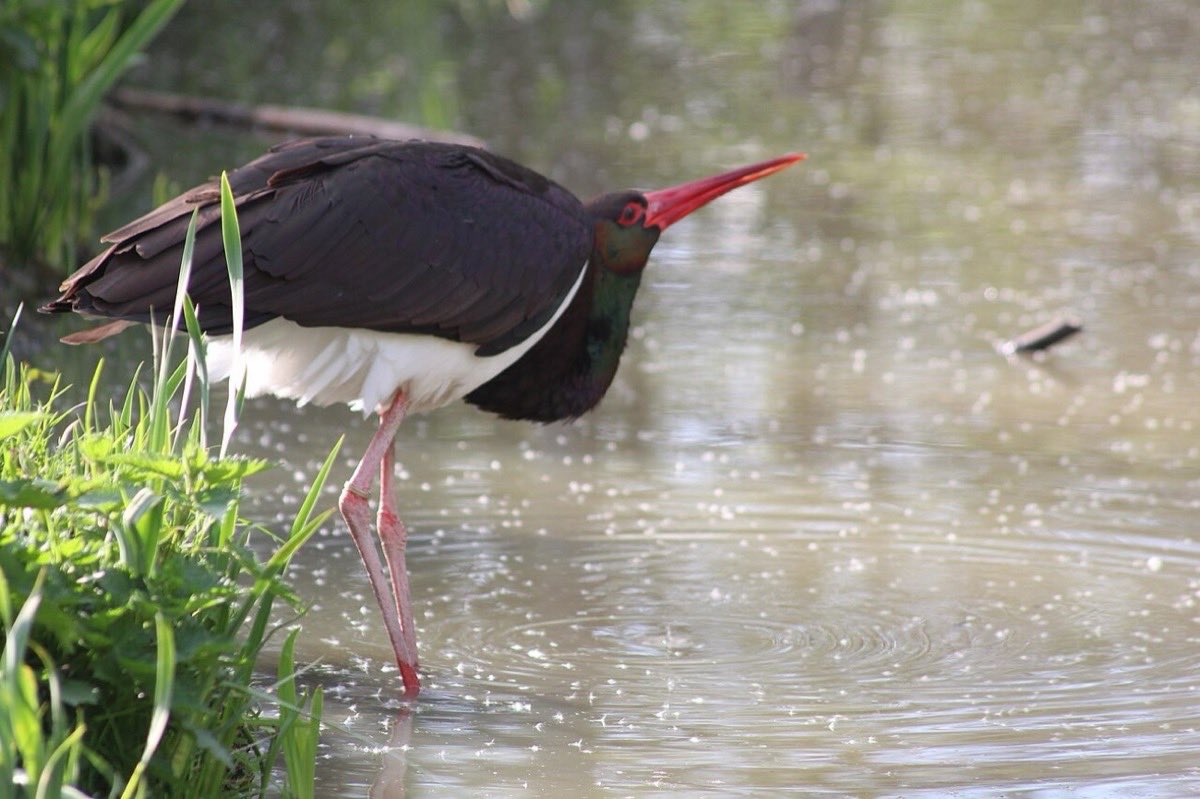 Cigogne noire dans l'eau peu profonde
