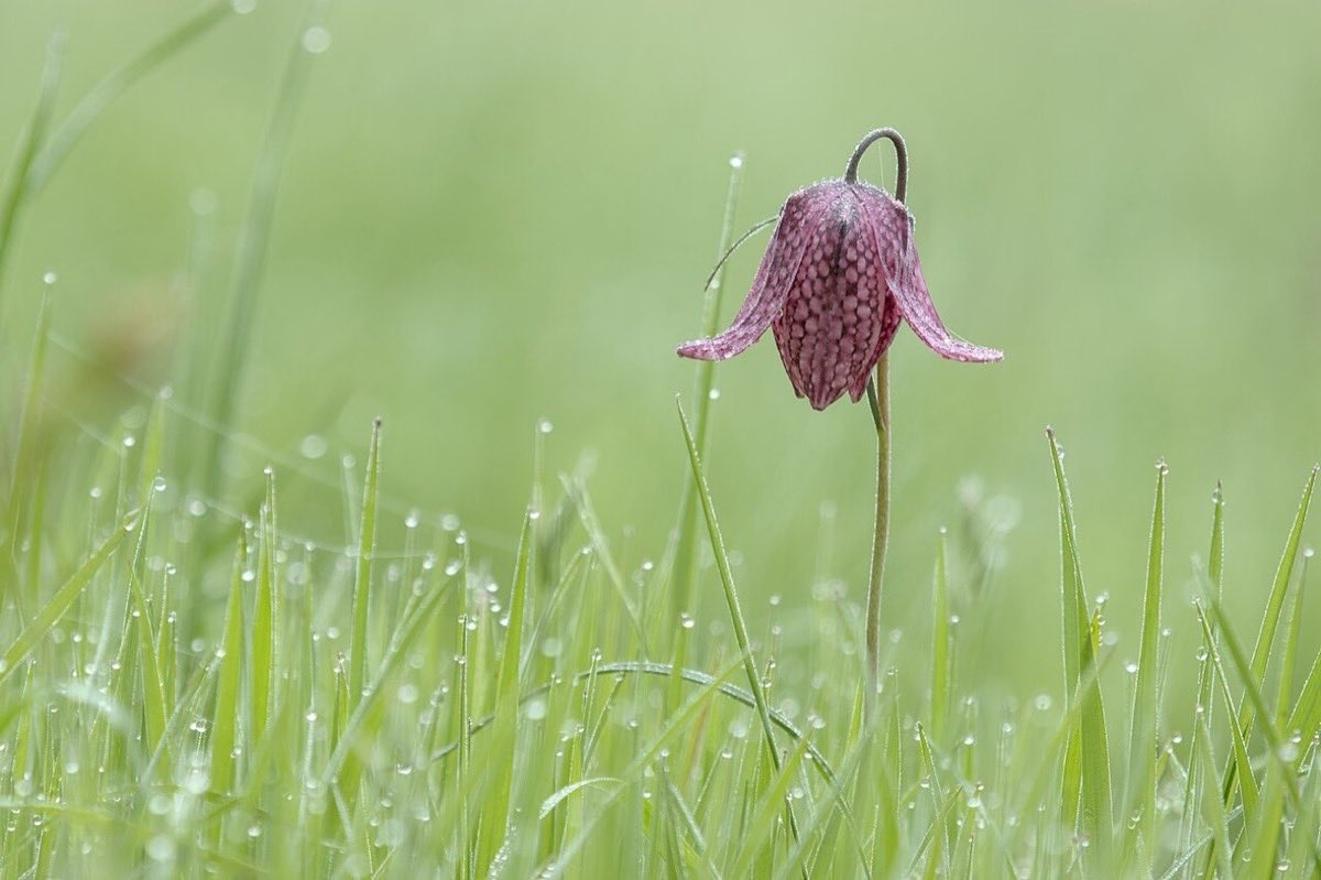Fritillaire pintade, fleur pourpre en damier