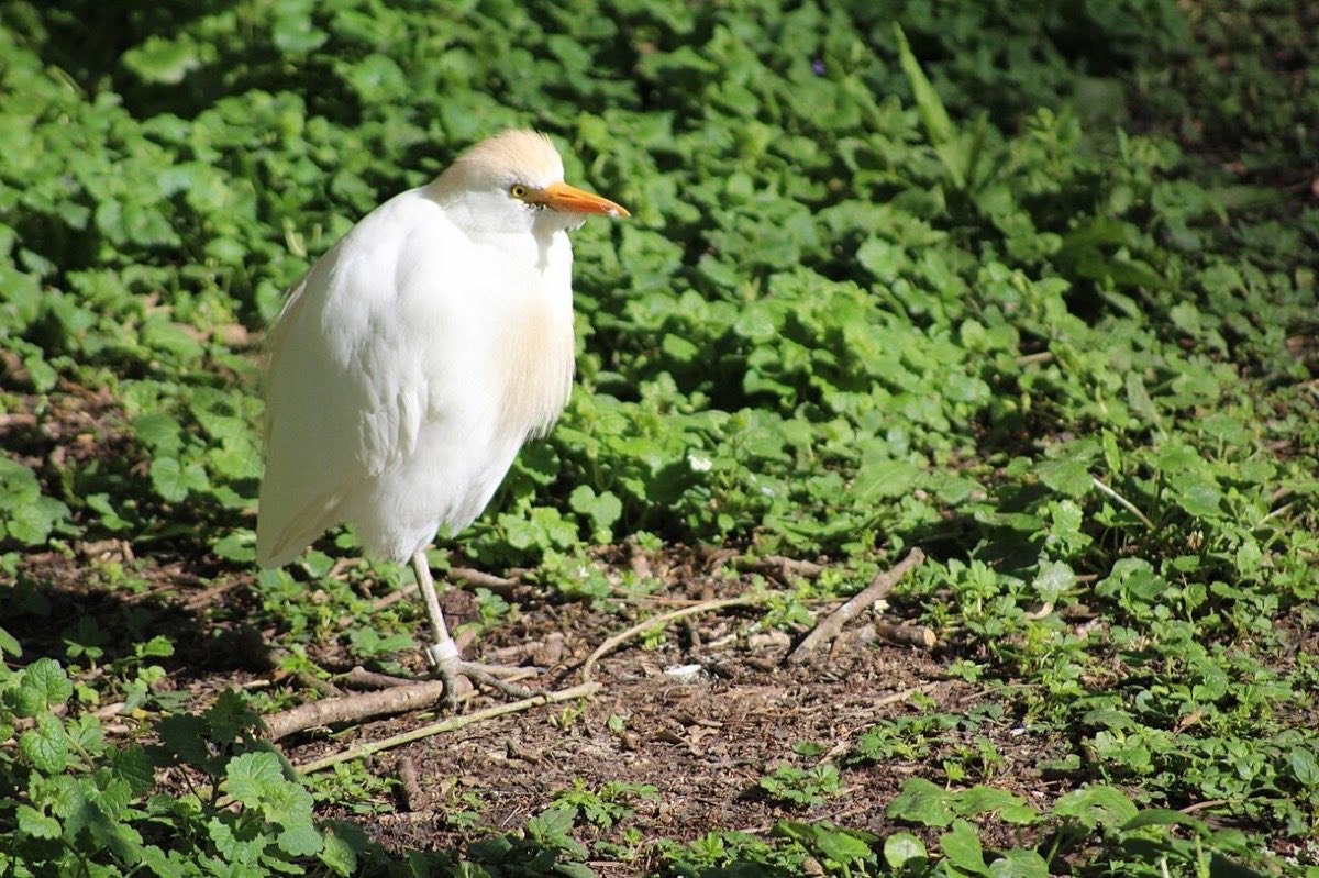 Héron garde-bœufs au plumage blanc et roux