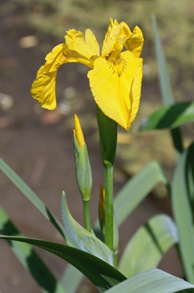 Iris des marais en fleur