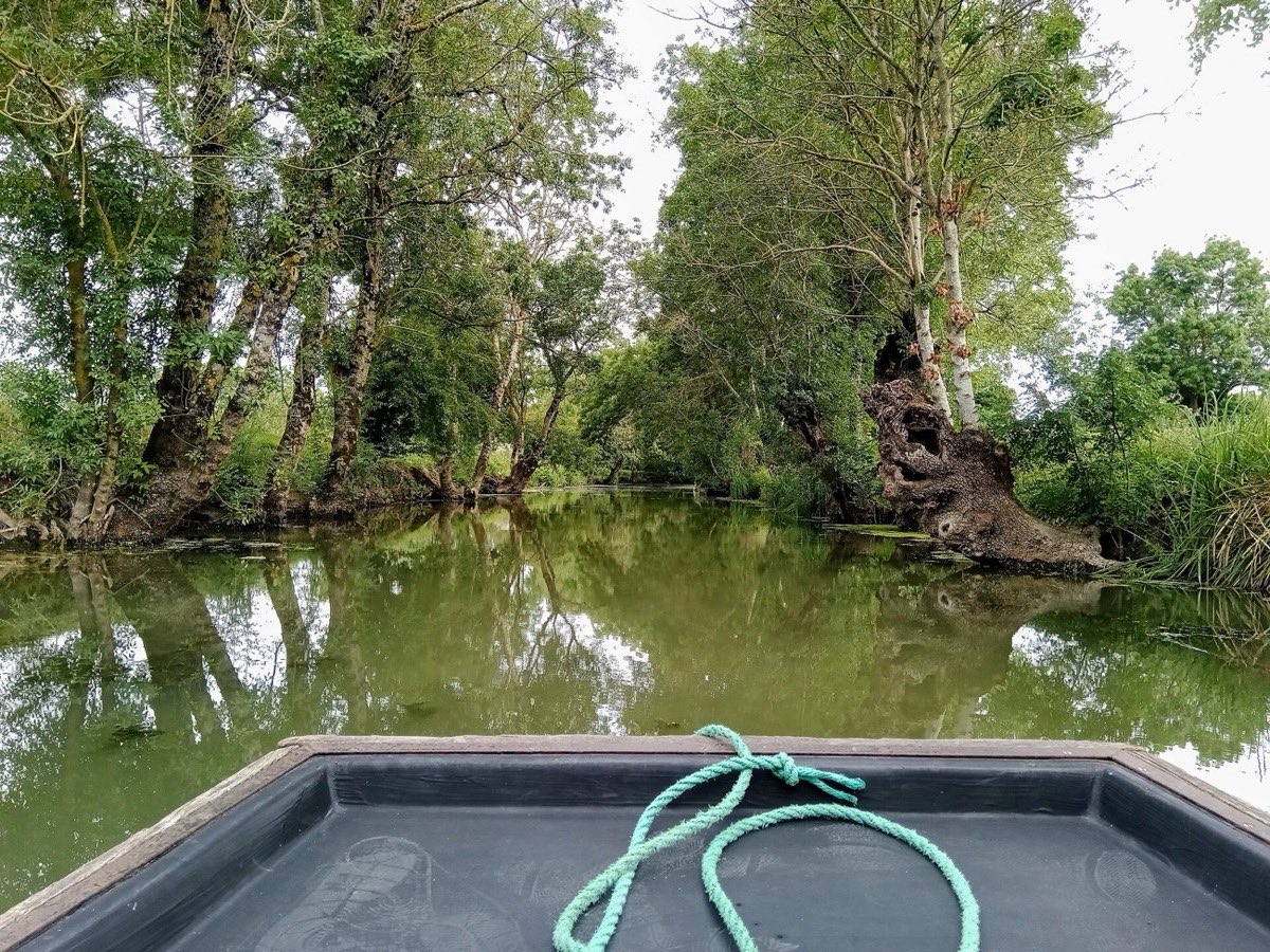 Vue depuis une barque sur un canal ombragé du marais