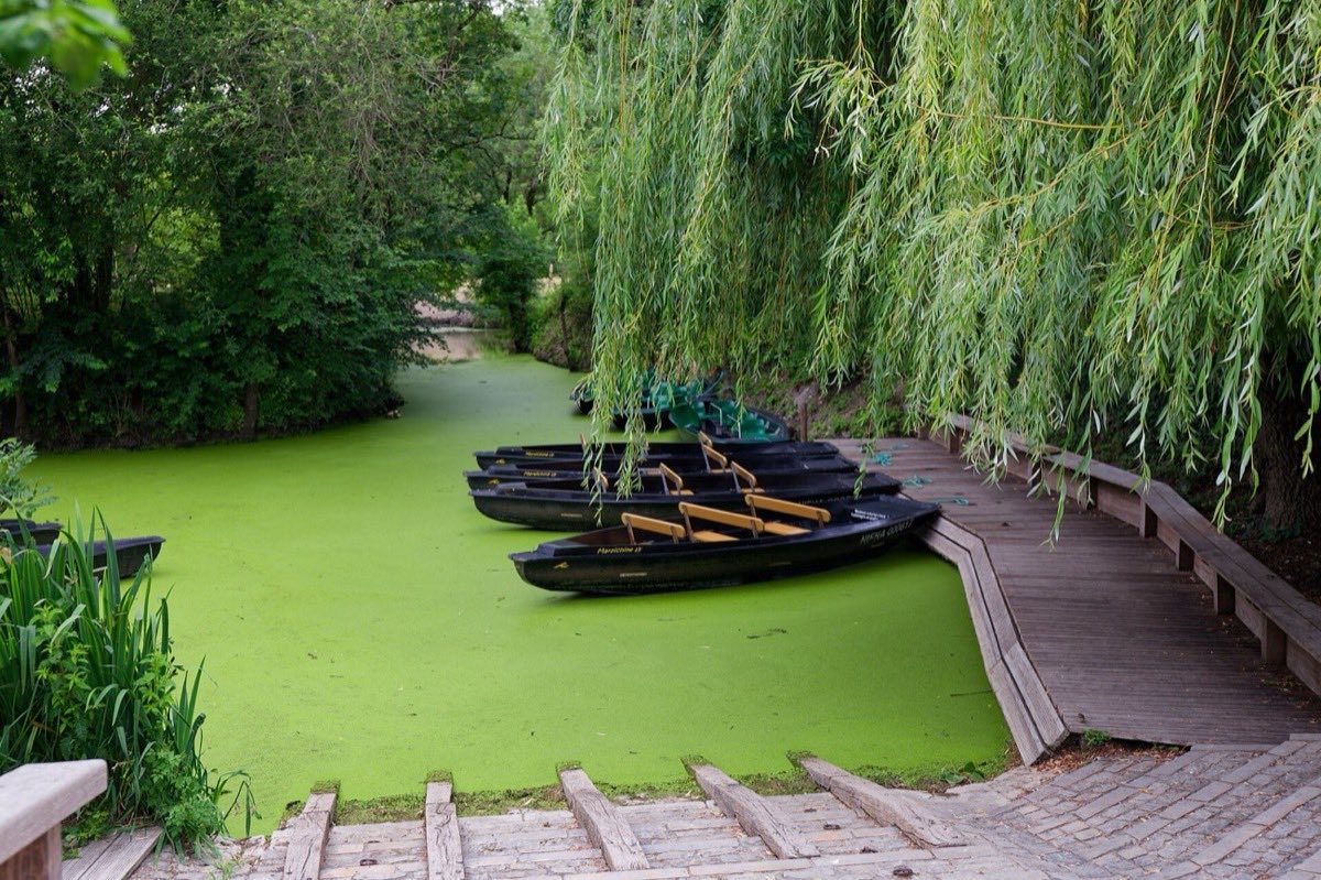 Barques sur un canal couvert de lentilles d'eau à Maillezais