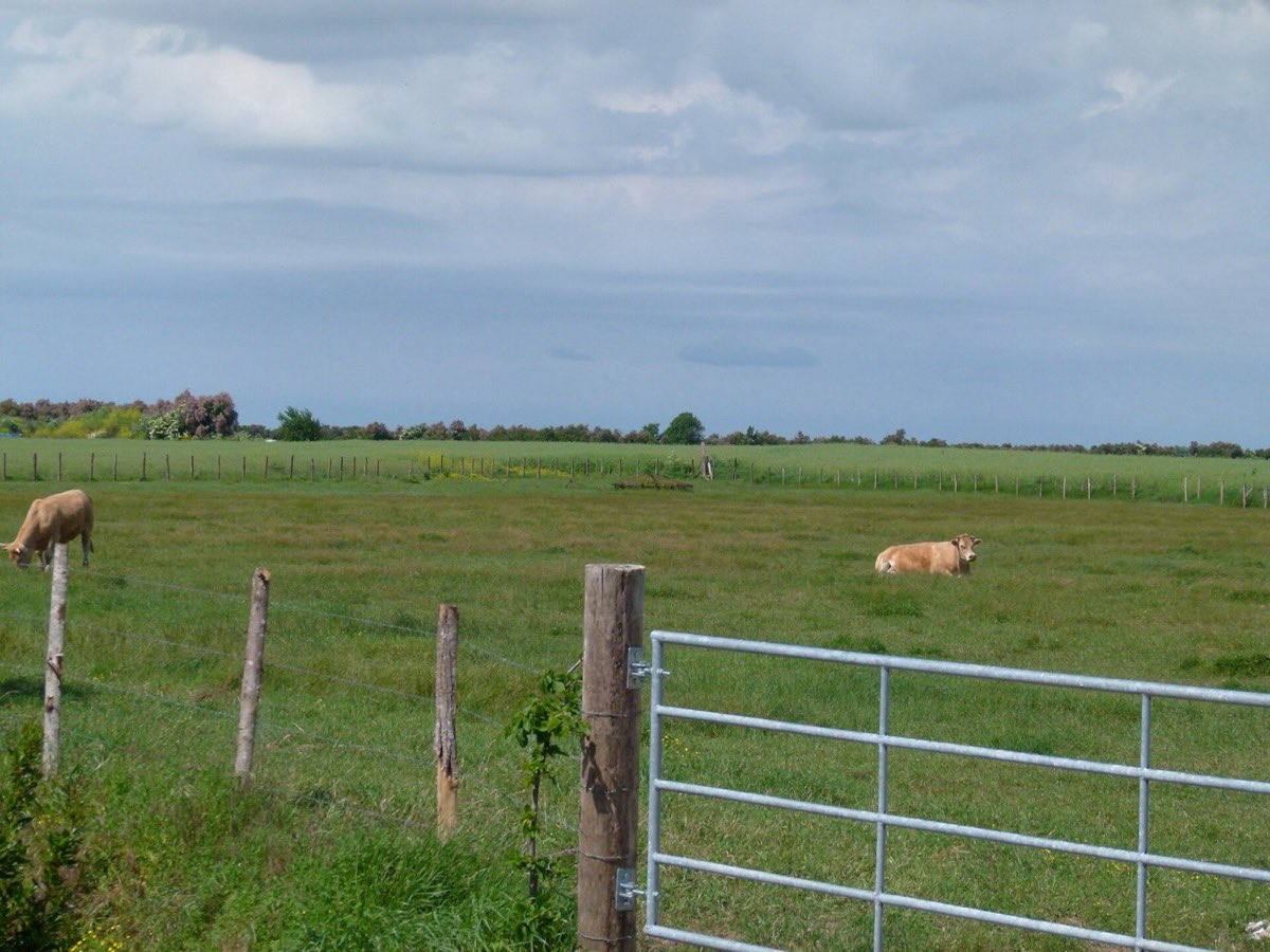 Prairie du marais desséché avec des vaches