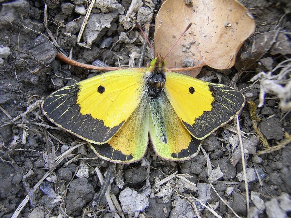 Papillon souci aux ailes jaunes bordées de noir