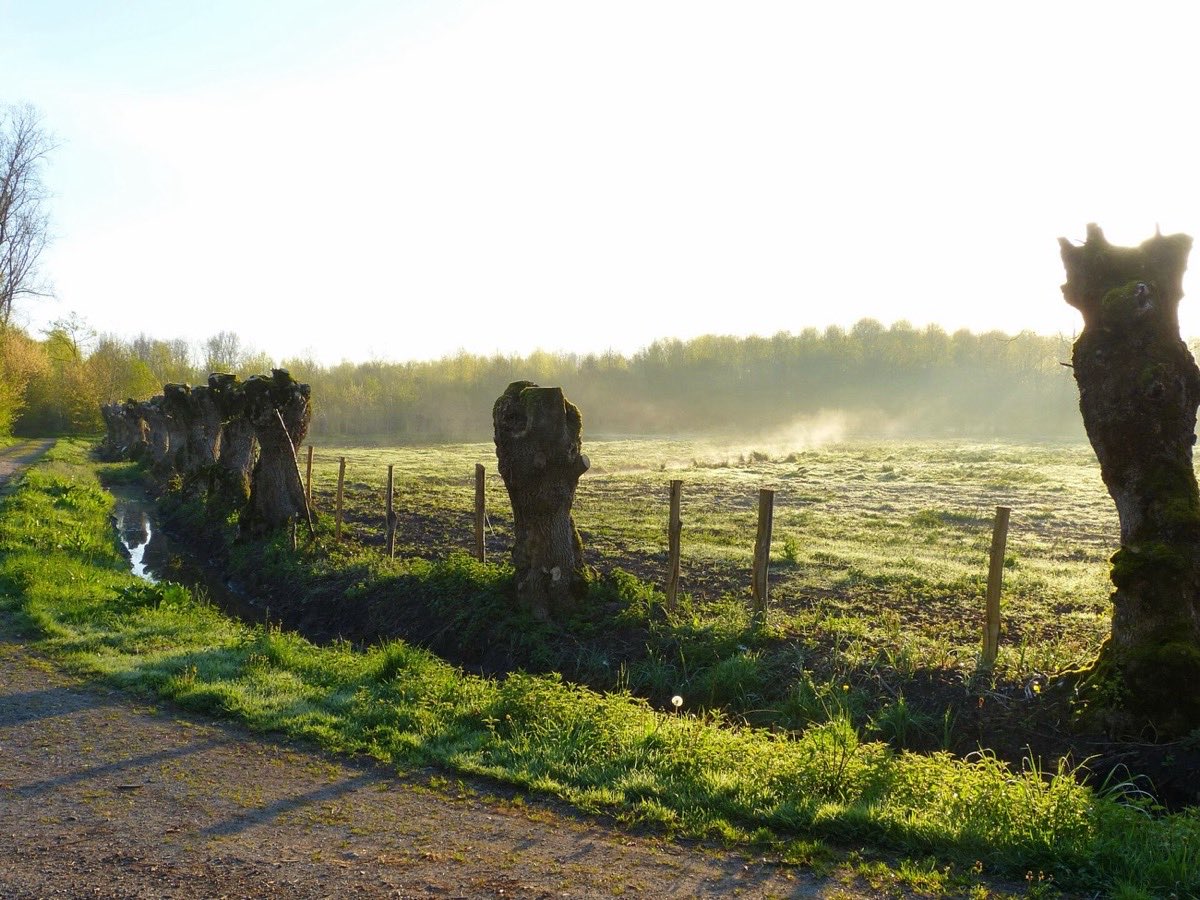 Alignement de têtards dans la brume du matin
