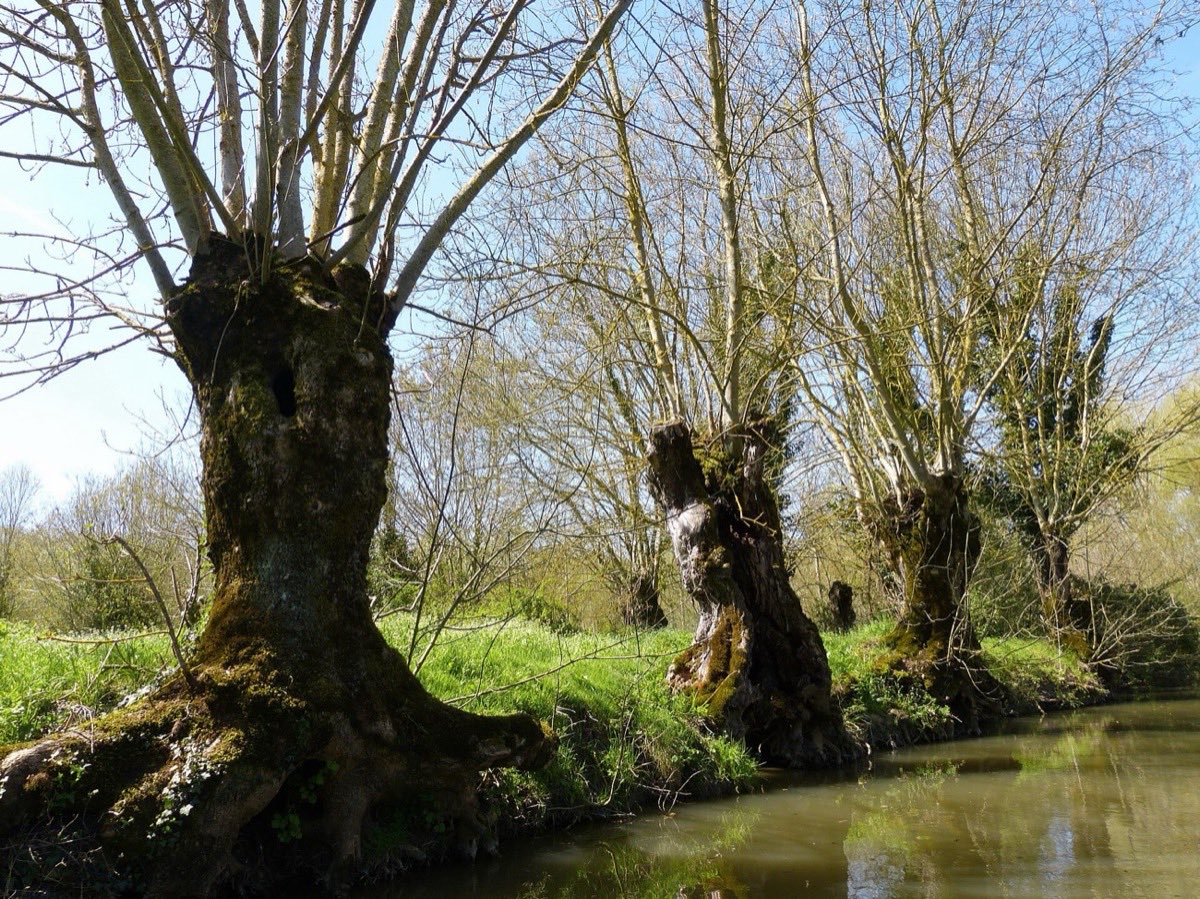 Frênes têtards au bord d'un canal de la Venise verte